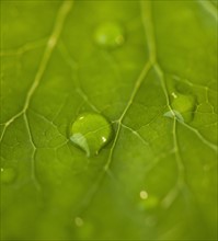 Dew drops on leaf. Photo : Daniel Grill
