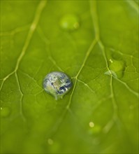 Dew drops on leaf reflecting globe. Photo : Daniel Grill