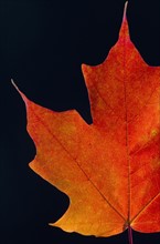 Autumn Maple leaf on black background.