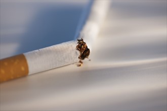 Broken cigarette on white background. Photo : Daniel Grill