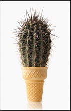 Cactus in Ice Cream Cone. Photo : Mike Kemp