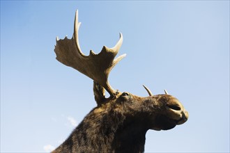 USA, New York State, Moose head against blue sky, low angle view. Photo : Chris Hackett