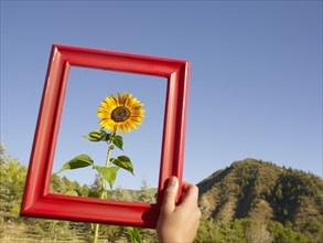 USA, Colorado, Human hand holding picture frame in front of sunflower. Photo : John Kelly