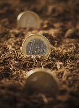 One Euro coins stuck in ground, close-up. Photo : Mike Kemp