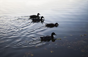 USA, New York City, ducks on lake. Photo : fotog