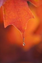 Dew on Autumn Maple leaf.