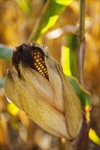 USA, New York State, Hudson, Corn cob growing in field.