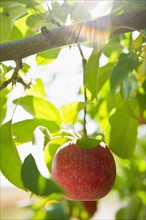 USA, New York State, Hudson, Apple growing on tree in orchard.