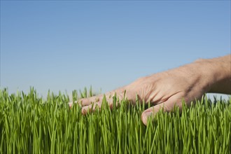 Male hand touching grass.