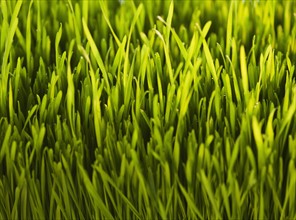 USA, New Jersey, Jersey City, Close-up full frame view of freshly cut grass. Photo : Daniel Grill