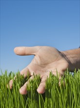 Male hand touching grass.