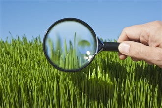 Male hand holding magnifying glass over grass.