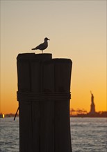 USA, New York City, Staten Island, Silhouette of seagull with Statue of Liberty in background.