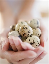 USA, New Jersey, Jersey City, Close-up view of woman's hands holding spotted quail eggs. Photo :