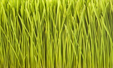 USA, New Jersey, Jersey City, Close-up full frame view of freshly cut grass. Photo : Daniel Grill