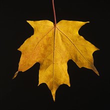 USA, New Jersey, Jersey City, Close-up view of autumn Maple leaf. Photo : Daniel Grill