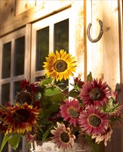 USA, Colorado, Sunflowers flowering in flower pot. Photo : John Kelly