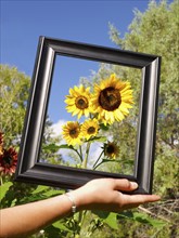 USA, Colorado, Human hand holding picture frame in front of sunflowers. Photo : John Kelly