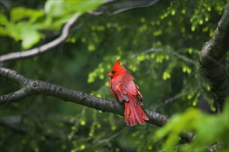 USA, Ohio, Cardinal on branch. Photo : Gary J Weathers