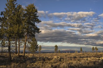 USA, Oregon, Desert Pines. Photo : Gary J Weathers