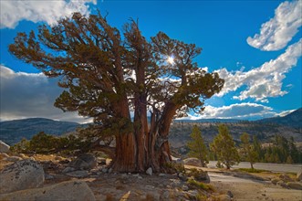 USA, California, Juniper tree on rocks. Photo : Gary J Weathers