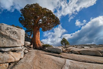USA, California, Juniper tree on rocks. Photo : Gary J Weathers