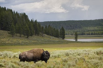 USA, Wyoming, Buffalo grazing on grass. Photo : Gary J Weathers