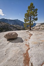 USA, California, Pine tree on rock. Photo : Gary J Weathers