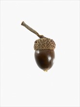 Studio shot of acorn. Photo : David Arky