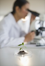 USA, New Jersey, Jersey City, Female scientist using microscope behind seedling.