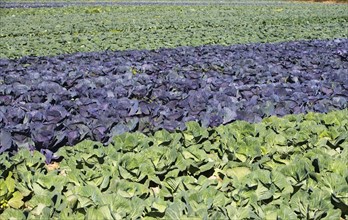 USA, New York, Peconic, cabbage farm. Photo : fotog