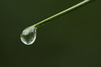 Water drop on blade of grass.