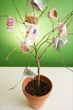 Close up of potted plant with euro banknotes on branches. Photo : Jamie Grill Photography