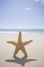 USA, Massachusetts, Cape Cod, Nantucket, close up of starfish on sand. Photo : Chris Hackett