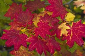 USA, Oregon, Marion County, Vine Maple Leaves. Photo : Gary Weathers
