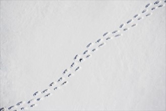 Footprints in snow. Photo : fotog