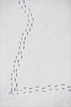 Footprints in snow. Photo : fotog