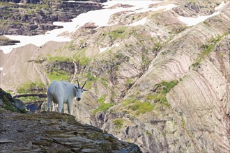 USA, Montana, Glacier National Park, Mountain goat looking at camera. Photo : Noah Clayton