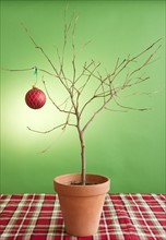Close up of potted plant with single christmas bauble. Photo : Jamie Grill Photography