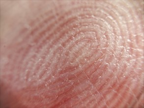 Extreme close-up of fingerprint.