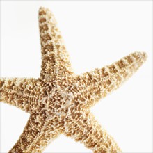 Star fish, close-up.