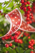 Close-up of holly berries and ribbon, studio shot.