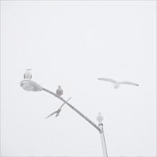 USA, New York State, Rockaway Beach, seagulls perching on street lamp. Photo : Jamie Grill