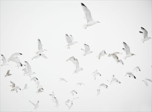 USA, New York State, Rockaway Beach, seagulls in flight. Photo : Jamie Grill Photography