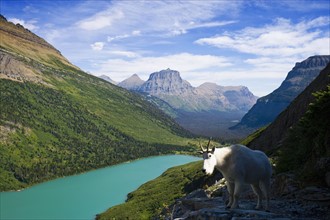 USA, Montana, Glacier National Park, Mountain goat, high angle view. Photo : Noah Clayton