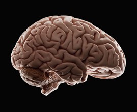 Model of human brain, studio shot. Photo : Mike Kemp