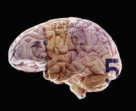 Composition of human brain model and five canadian dollar banknote. Photo : Mike Kemp