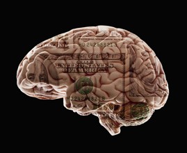 Composition of human brain model and one hundred dollar note. Photo : Mike Kemp