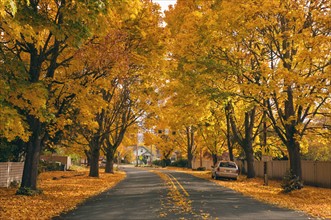 USA, Oregon, Salem, treelined autumn lane. Photo : Gary Weathers