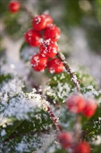 Close-up of holly berries covered by snow, studio shot.